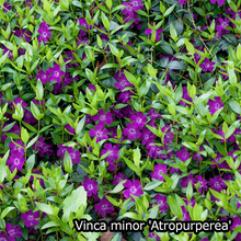 Afbeelding in Gallery-weergave laden, Borderpakket - Vinca &#39;Kleur&#39; -  6m² - 72 planten
