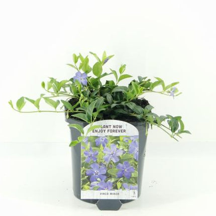 Foto van een Vinca minor (kleine maagdenpalm) in een pot, met glanzende, donkergroene bladeren en uitlopende stengels die zich compact rond de pot verspreiden.