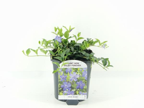 Vinca minor - Kleine Maagdenpalm
