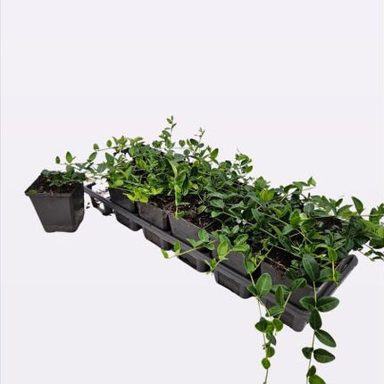Meerdere Vinca minor ‘Alba’ witte kleine maagdenpalm planten in P9-potjes in tray, met groen blad en compacte groei klaar voor aanplant.