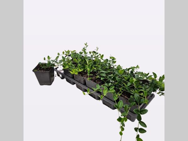 Meerdere Vinca minor ‘Alba’ witte kleine maagdenpalm planten in P9-potjes in tray, met groen blad en compacte groei klaar voor aanplant.