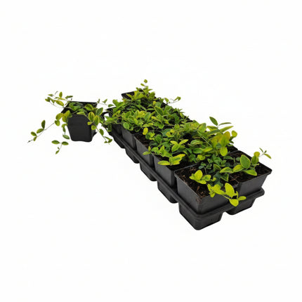 Vinca minor 'Blue and Gold' (kleine maagdenpalm) in een P9-pot, met groen-gelige bladeren in een tray 