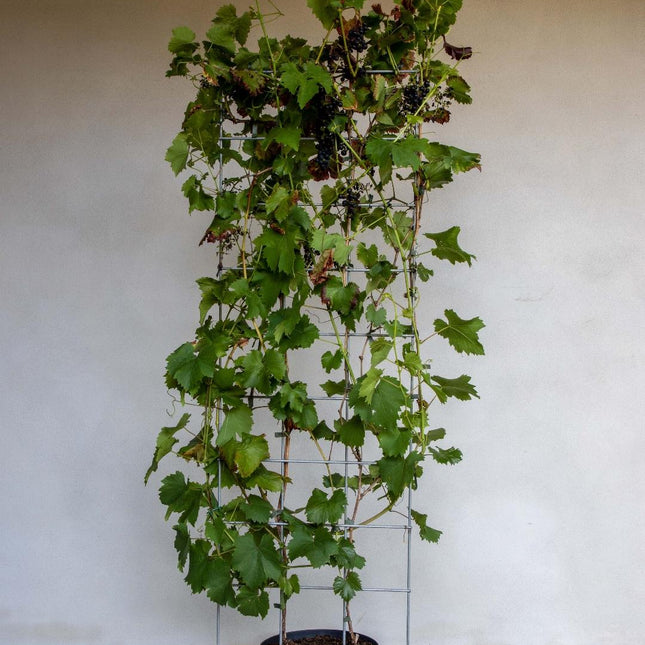 Vitis 'Boskoop Glory' - Blauwe druif - Haagelement
