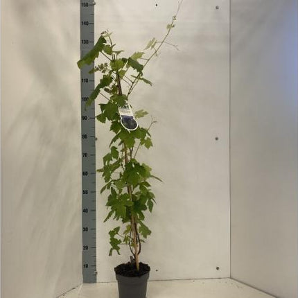 Vitis Boskoop Glry - Blauwe druif