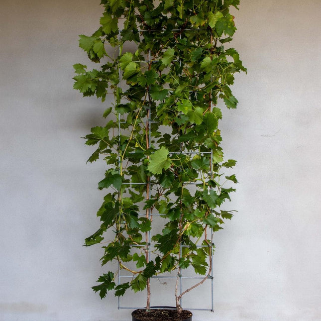 Vitis 'Vroege van der Laan' - Witte druif - Haagelement