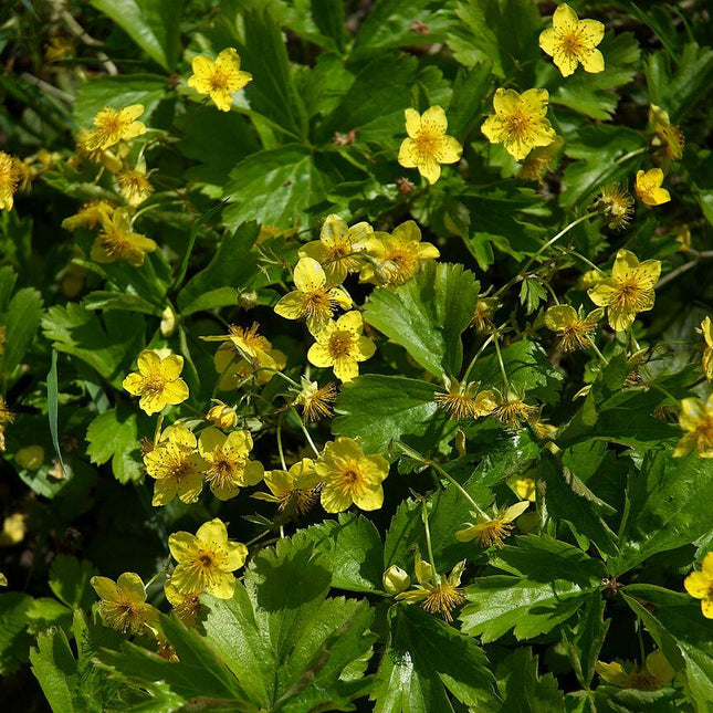 Waldsteinia ternata - Goudaardbei