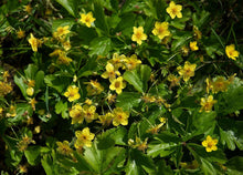 Afbeelding in Gallery-weergave laden, Waldsteinia ternata - Goudaardbei
