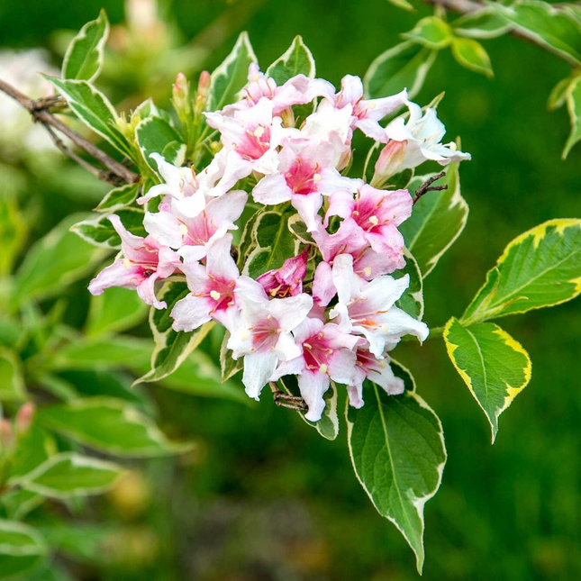 Weigela 'Nana Variegata' - Sierheester