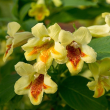 Afbeelding in Gallery-weergave laden, Weigela middendorffiana - Sierheester
