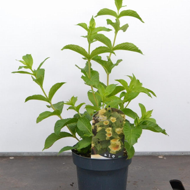 Weigela middendorffiana - Sierheester