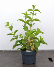 Afbeelding in Gallery-weergave laden, Weigela middendorffiana - Sierheester
