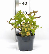 Afbeelding in Gallery-weergave laden, Weigela middendorffiana - Sierheester
