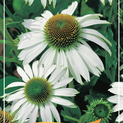 Echinacea purpurea 'Alba' - Zonnehoed