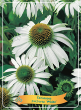 Afbeelding in Gallery-weergave laden, Echinacea purpurea &#39;Alba&#39; - Witte Zonnehoed
