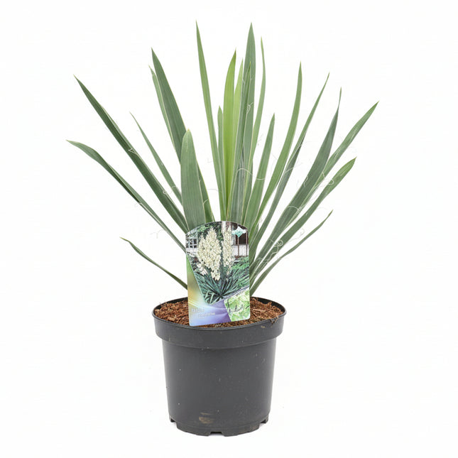 Yucca filamentosa in een pot, met smalle groene bladeren en witte bloemaren die boven de plant uitsteken.