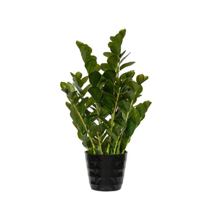Zamioculcas - Kunstplant - M