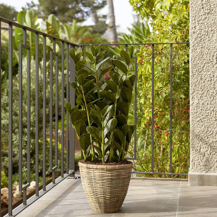 Zamioculcas - Kunstplant - M