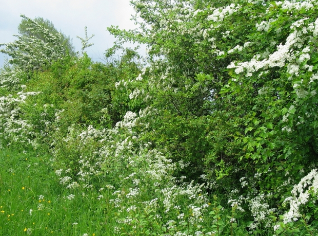 <h2>Alle blote wortel hagen</h2>
