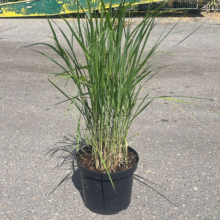 Panicum virgatum ‘Northwind’ – Sierlijk Prairiegas (C10 pot) 3 beschikbaar!