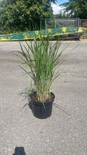 Afbeelding in Gallery-weergave laden, 🌾 Panicum virgatum ‘Northwind’ – Sierlijk Prairiegas (C10 pot) 3 beschikbaar!
