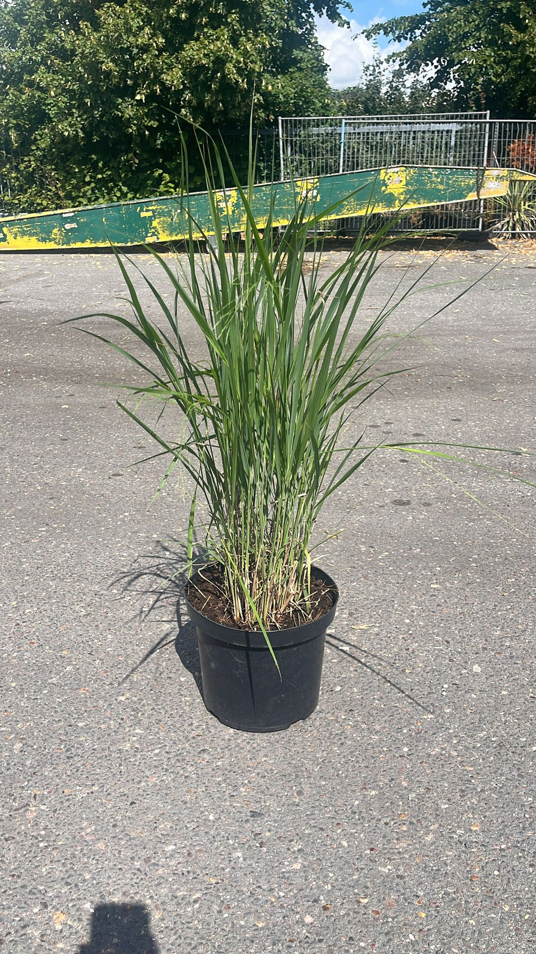 🌾 Panicum virgatum ‘Northwind’ – Sierlijk Prairiegas (C10 pot) 3 beschikbaar!