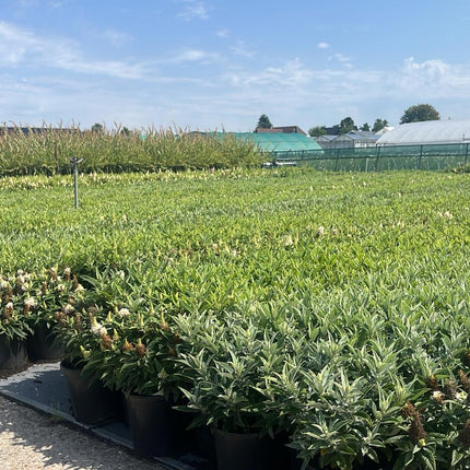 Buddleja Butterfly Candy 'Little White' - Witte Dwergvlinder