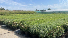 Afbeelding in Gallery-weergave laden, Buddleja Butterfly Candy &#39;Little White&#39; - Witte Dwergvlinder
