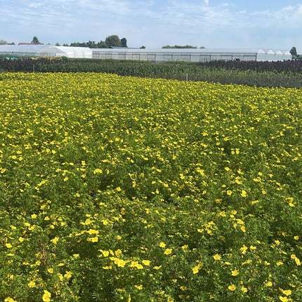 Potentilla frut. Goldfinger - Ganzerik Geel