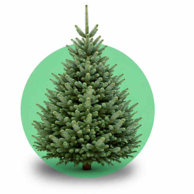 Blauwgrijze Bergzilverspar (Abies lasiocarpa) als gezaagde kerstboom