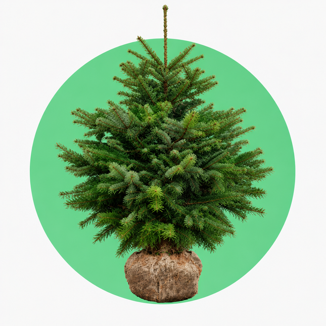 Nordmann kerstboom met kluit (Abies nordmanniana) met volle groene takken en natuurlijke wortelkluit, geschikt om na kerst in de tuin te planten.