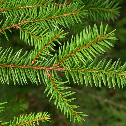 Picea abies Deluxe – Gezaagde Kerstboom Super Kwaliteit
