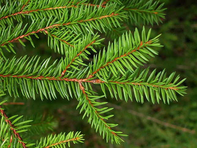 Picea abies Deluxe – Gezaagde Kerstboom Super Kwaliteit