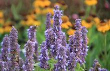 Afbeelding in Gallery-weergave laden, Agastache &#39;Blue Fortune&#39; - Dropplant
