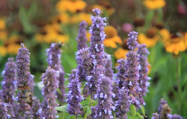 Agastache 'Blue Fortune' - Dropplant