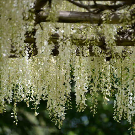 Wisteria macrostachya 'Clara Mack'  - Witte Regen