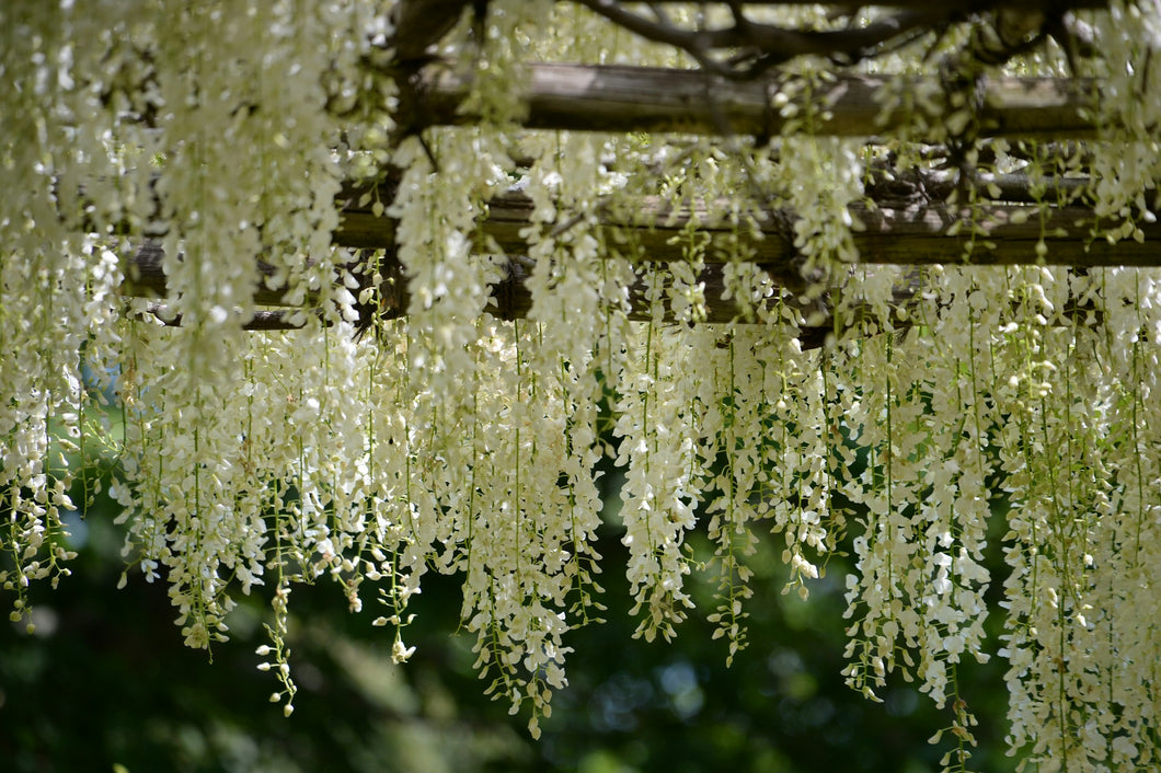 Wisteria macrostachya 'Clara Mack'  - Witte Wisteria