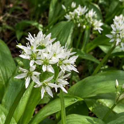 Allium ursinum – Daslook - Inheemse bodembedekker