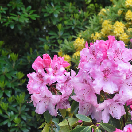 Rhododendron 'Roseum Elegans'