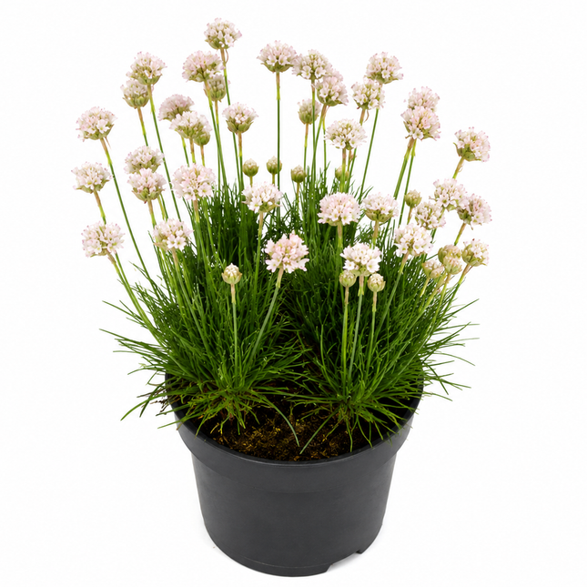 Armeria maritima - Engels Gras – Rood en Wit | C1 Pot