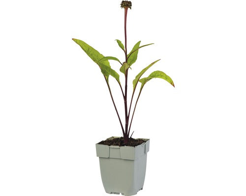 Echinacea purpurea ‘Fatal Attraction’ in p9 pot met stevig, donkergroen blad en compacte, opgaande groei.