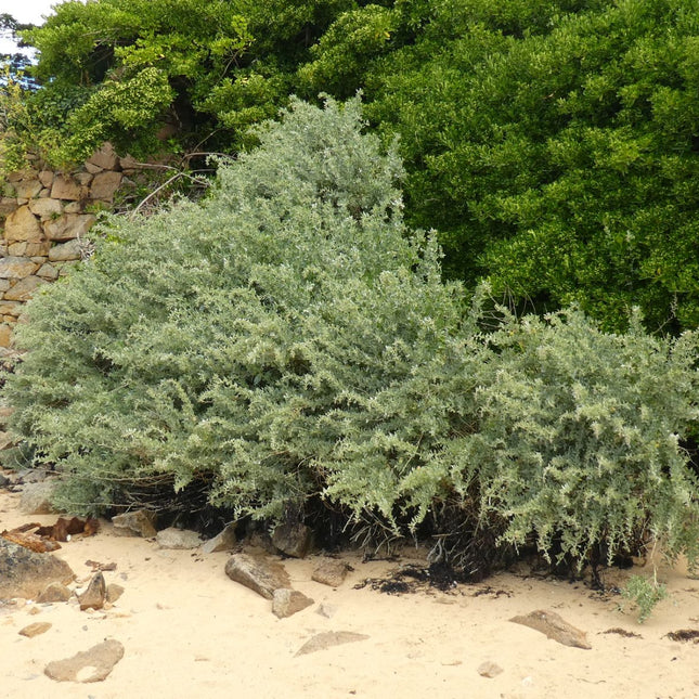 Atriplex halimus - Zoutmelde