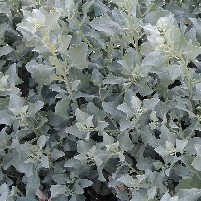 Atriplex halimus - Zoutmelde