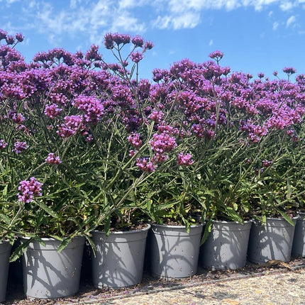 Verbena bonariensis - IJzerhard