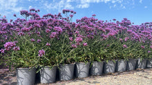 Afbeelding in Gallery-weergave laden, Verbena bonariensis - IJzerhard

