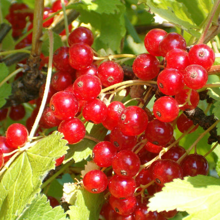 Ribes rubrum - Aalbes - Haagelement