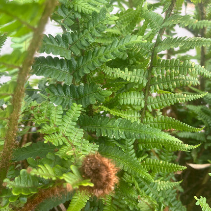 20 jaar oude Polystichum setiferum - Zachte Naaldvaren – 90L pot - 1 beschikbaar