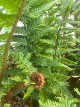 Afbeelding in Gallery-weergave laden, 20 jaar oude Polystichum setiferum - Zachte Naaldvaren – 90L pot - 1 beschikbaar
