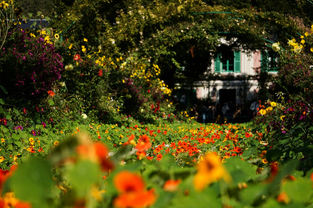 Banner image for: <h1>Zomer in je tuin begint nú</h1>