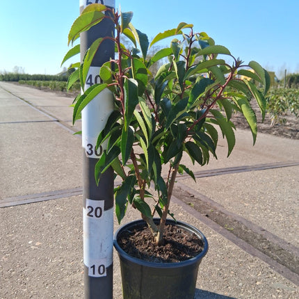Prunus lusitanica 'Angustifolia' - portugese Laurier