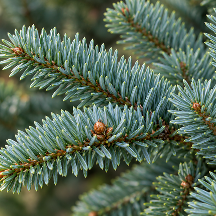 Blauwgrijze zachte naalden van de Bergzilverspar (Abies lasiocarpa)